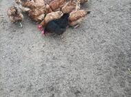 Grajewo ogłoszenia: Sprzedam  kurę na rosół,
Zapraszam ,21 zł  sztuka,
Tel... - zdjęcie