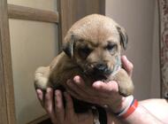 Grajewo ogłoszenia: Witam, mam na oddanie 3 suczki, urodzone 01.02.2026 już mogą... - zdjęcie